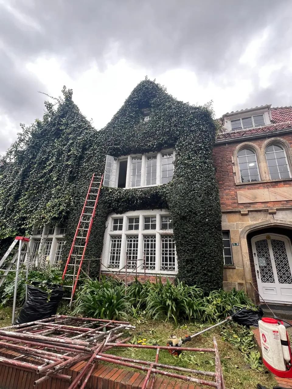 Poda y tala de arboles